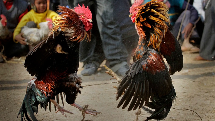 Đặc điểm về tính cách và phản ứng trong trận đấu